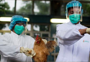 h7n9禽流感可以治愈嗎？禽流感能治好嗎？