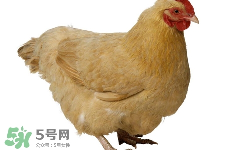 禽流感人與人傳染嗎？人得了禽流感會傳染嗎？