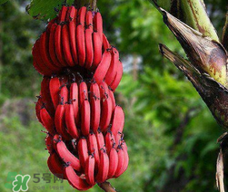 紅香蕉多少錢一斤？南洋紅香蕉多少錢一斤？
