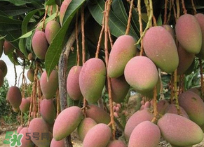青芒果切開沒熟怎么辦？芒果沒熟切開了怎么辦？