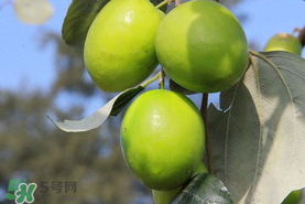 青棗與牛奶棗是轉(zhuǎn)基因水果嗎？青棗和牛奶棗的區(qū)別