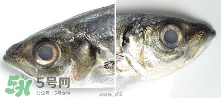怎么自制死魚眼眼鏡？死魚眼眼鏡哪里買？