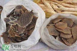 穿山甲下奶怎么吃？穿山甲下奶效果好嗎？