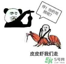 皮皮蝦為何突然火了？皮皮蝦怎么火的？