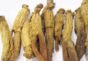 高麗參適合什么人吃？什么人不能吃高麗參？