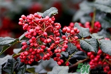 花椒可以泡水喝嗎？花椒泡水喝有什么作用？