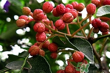 花椒可以泡水喝嗎？花椒泡水喝有什么作用？