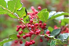 花椒真的能治打呼嚕嗎？花椒水治打呼嚕有效嗎？