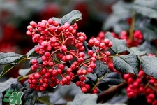 花椒水治腳氣管用嗎？花椒水泡腳可以治腳氣嗎？