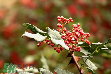 花椒水能治痔瘡嗎？花椒水治痔瘡有效果嗎？