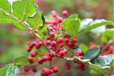 花椒水能治痔瘡嗎？花椒水治痔瘡有效果嗎？