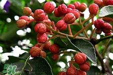 花椒水能治痔瘡嗎？花椒水治痔瘡有效果嗎？