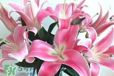 春天開的花有哪些？春天都開什么花？