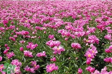 春天開的花有哪些？春天都開什么花？