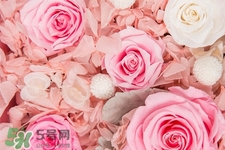 春天開的花有哪些？春天都開什么花？