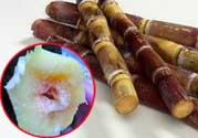 甘蔗發(fā)霉能吃嗎？吃了發(fā)霉的甘蔗怎么辦？