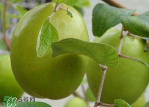 懷孕初期能吃青棗嗎？懷孕初期吃青棗好嗎？