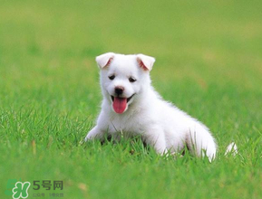 狗狗可以吃青棗嗎？狗狗能不能吃青棗？