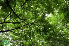 倒春寒喝什么茶好？倒春寒喝什么茶養(yǎng)生？