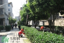 倒春寒喝什么茶好？倒春寒喝什么茶養(yǎng)生？