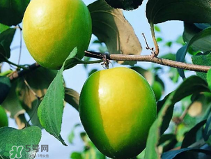 青棗吃多了會(huì)胖嗎？吃青棗會(huì)不會(huì)發(fā)胖？