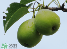 吃青棗可以減肥嗎？減肥可以吃青棗嗎？