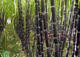 一根甘蔗熱量大概多少？吃一根甘蔗會(huì)胖嗎？