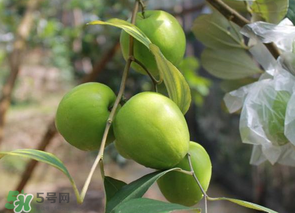 一斤青棗的熱量是多少？吃一斤青棗會(huì)胖嗎？