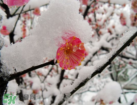 春天下雪意味著什么？春天為什么會(huì)下雪？