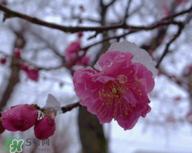 春天下雪意味著什么？春天為什么會(huì)下雪？