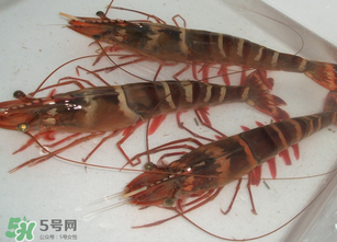 活蝦為什么要灌膠水？活蝦灌膠水有什么用？
