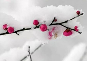 如何預(yù)防倒春寒？怎么預(yù)防倒春寒？