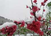 春天下雪意味著什么？春天為什么會下雪？