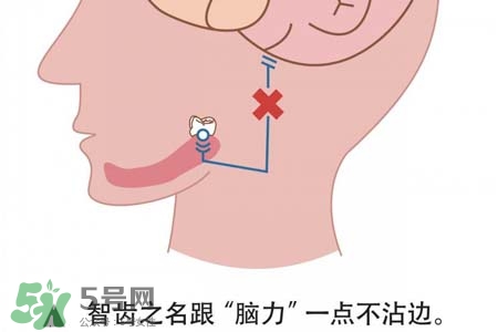 智齒會一直長嗎？智齒會停止生長嗎？