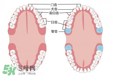 智齒會(huì)引起耳鳴嗎？耳鳴跟智齒有關(guān)系嗎？