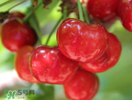 櫻桃有點(diǎn)苦怎么回事？櫻桃有點(diǎn)苦可以吃嗎？