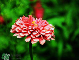 3月份開什么花？3月份開的花有哪些？