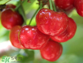 櫻桃為什么這樣紅？櫻桃為什么是紅色？