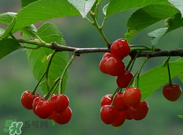 櫻桃為什么這樣紅？櫻桃為什么是紅色？