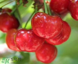 櫻桃為什么有一股藥味？櫻桃有藥味怎么辦？