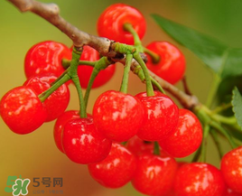 櫻桃什么時(shí)候成熟？櫻桃什么時(shí)候上市？