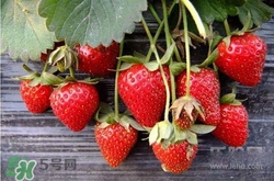 吃草莓大便會(huì)變紅嗎？吃草莓大便變紅是怎么回事？