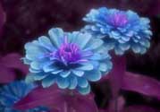 3月份開(kāi)什么花？3月份開(kāi)的花有哪些？