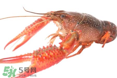 蝦黃是蝦的什么部位？小龍蝦里面的黃是什么？