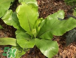 負(fù)卡路里的食物有哪些？負(fù)卡路里食物真的吃不胖嗎？