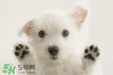 禽流感可以養(yǎng)狗嗎？禽流感期間能養(yǎng)狗嗎？