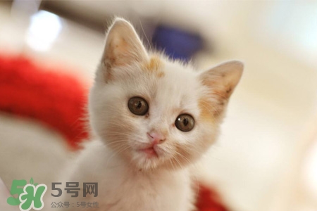 禽流感可以養(yǎng)貓嗎？禽流感期間能養(yǎng)貓嗎？