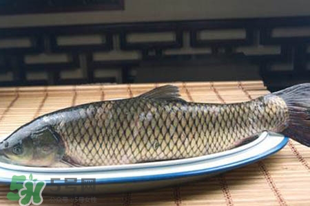 孕婦可以吃草魚嗎？懷孕了能吃草魚嗎？