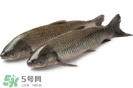 孕婦可以吃草魚嗎？懷孕了能吃草魚嗎？