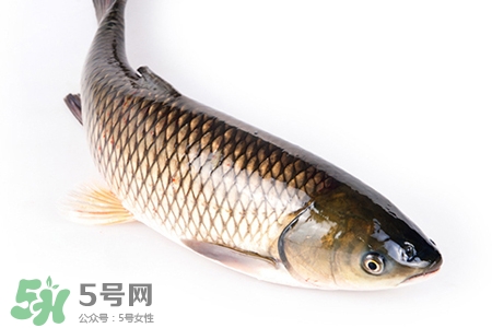 孕婦可以吃草魚嗎？懷孕了能吃草魚嗎？